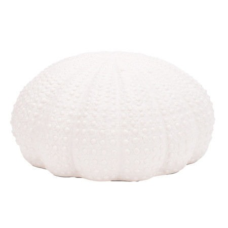 Coral 2