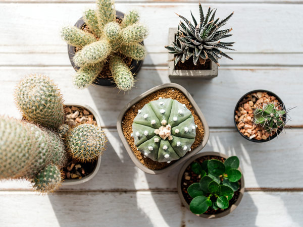 Plantas para el hogar