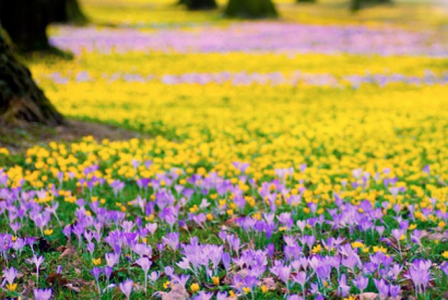 Esta primavera llena tu casa de color.