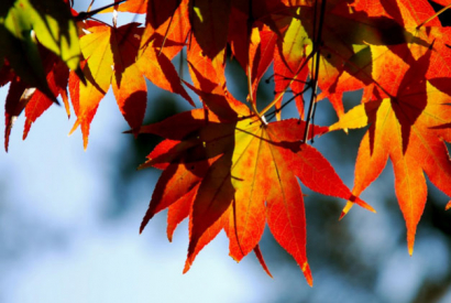 Toques de otoño en tu casa